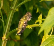 2022 09 12 LongFellowGardens 049